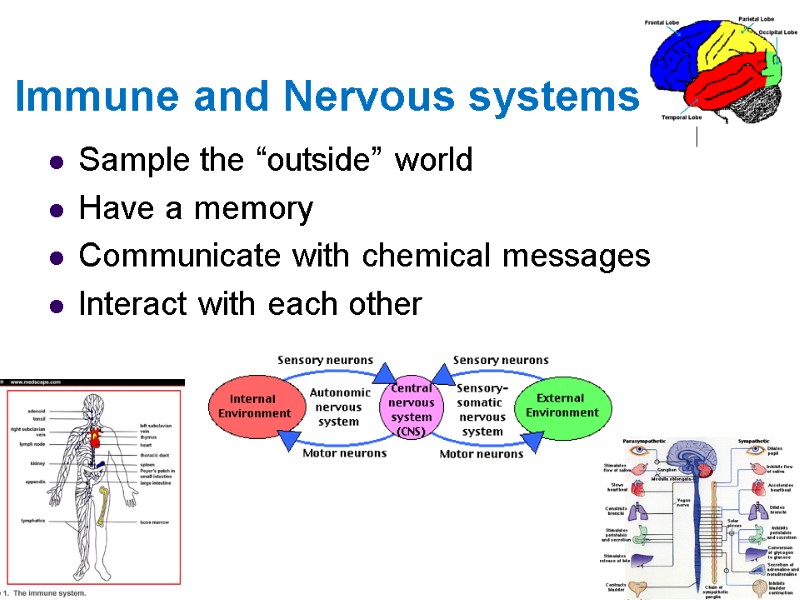 Immune and Nervous systems Sample the “outside” world Have a memory Communicate with chemical